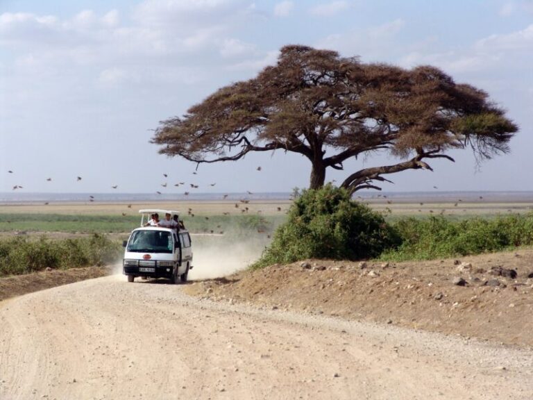 safari